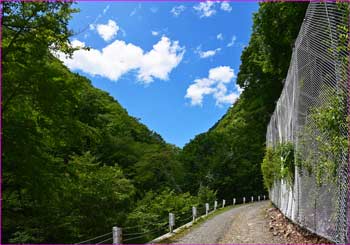 後山林道