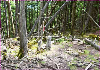 飛龍山山頂