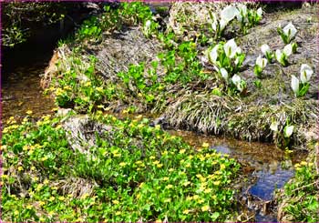 水芭蕉とリュウキンカ