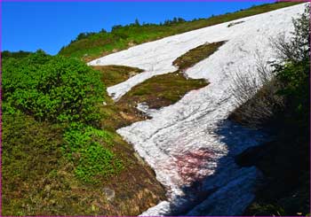 沢筋に雪渓