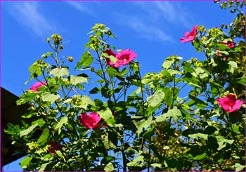 フヨウの花