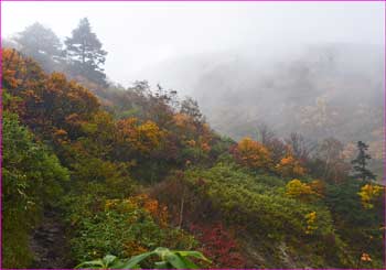 霧の山