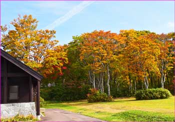 キャンプ場紅葉