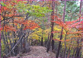 紅葉の尾根