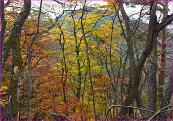 倉岳山