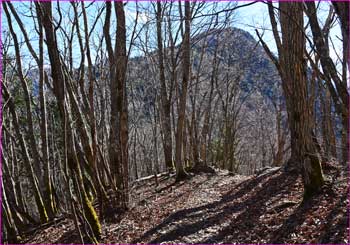 雑木越しに白岩山