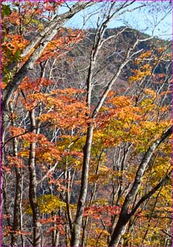 紅葉愛でて