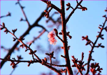 河津桜