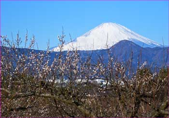 梅林と富士