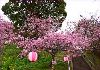 松田河津桜