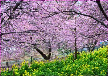 松田の河津桜