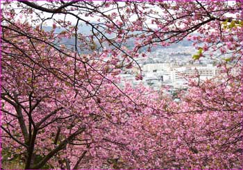 河津桜