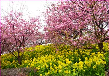 松田河津桜