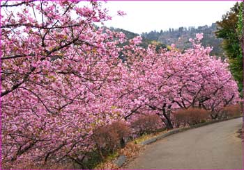 河津桜道