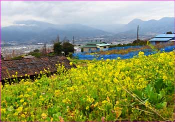 菜の花畑