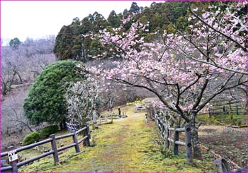 公園に桜が