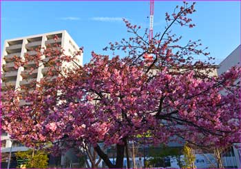 河津桜