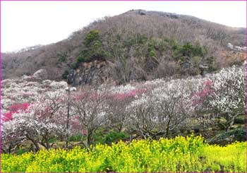 幕山公園