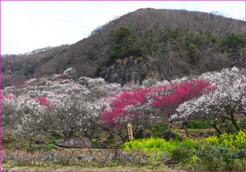 幕山公園