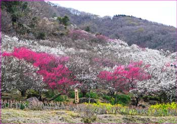 幕山の梅