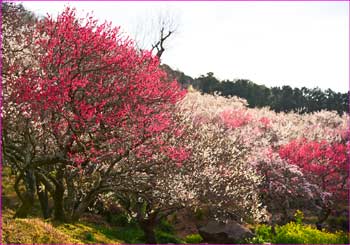 梅公園