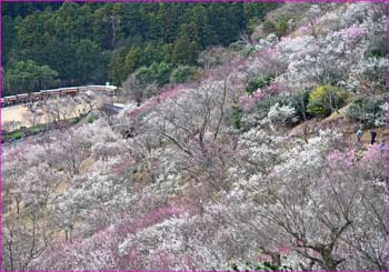 幕山公園俯瞰