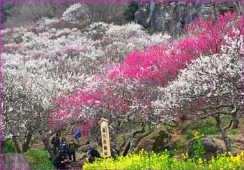 幕山公園