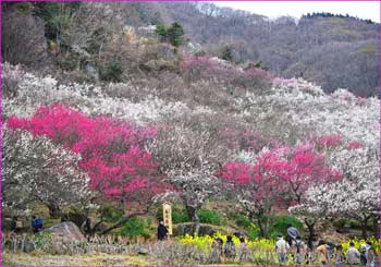 幕山公園