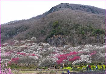 幕山