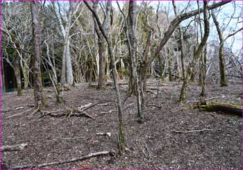 日影山山頂