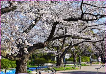 千鳥ヶ淵桜