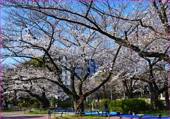 千鳥ヶ淵公園桜満開