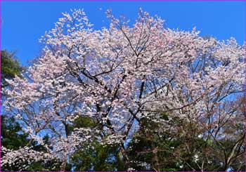 神池公園