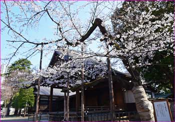 靖国神社標準木