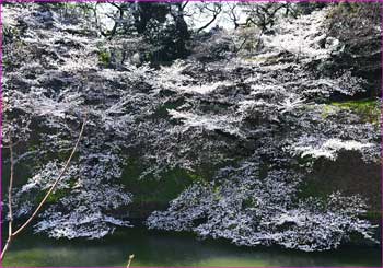 千鳥ヶ淵桜