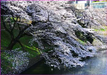 千鳥ヶ淵桜