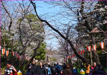 上野公園花まつり