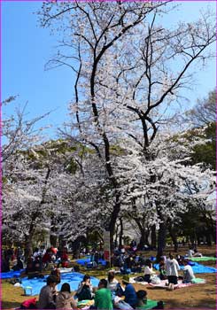 花見会