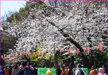 上野公園見頃