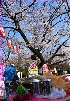 花見で一杯