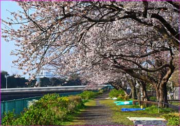 境川の桜