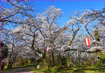 桜満開