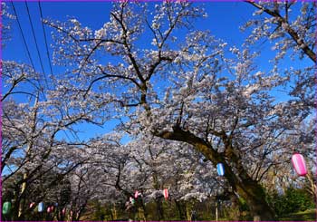 弘法山桜満開