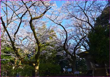 弘法山の桜