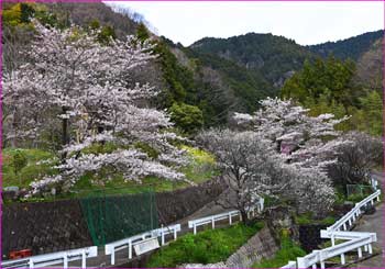 山里の桜