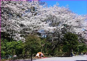 公園の桜