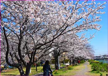 境川花見