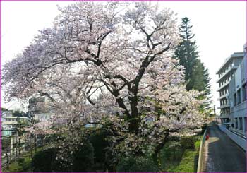 裁判所の桜