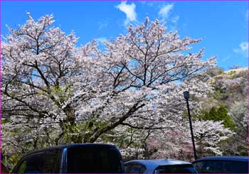 桜満開