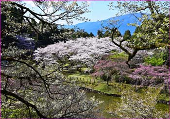 最明寺史跡公園